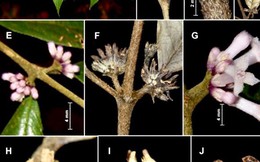 Công bố hai loài thực vật vừa được phát hiện tại Vườn quốc gia Vũ Quang