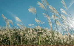 5 đồng cỏ lau Hà Nội hấp dẫn giới trẻ