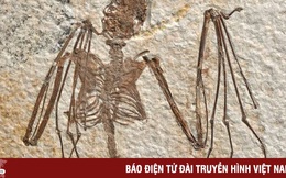 Những phát hiện mới về dơi từ bộ xương dơi lâu đời nhất