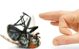 Tuyệt chiêu khiến ruồi biến mất khỏi nhà bạn trong nháy mắt