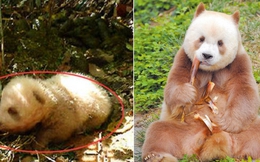 Gấu trúc nâu độc nhất vô nhị: Bị gấu mẹ bỏ rơi trong rừng và được cứu sống, trưởng thành khỏe mạnh nhưng vẫn chưa có con cái sau 6 lần 'làm bố hụt'