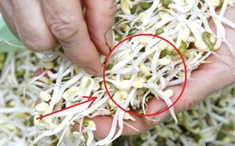 Bán 2 cân giá đỗ, người đàn ông vô tình đối mặt với án phạt 350 triệu đồng: Bài học cảnh tỉnh nhiều người!