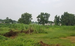 TP HCM: Người đàn ông tử vong trong tư thế treo lơ lửng trên cây