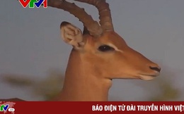 Suy giảm đa dạng sinh học diễn ra nhanh chóng trên toàn cầu