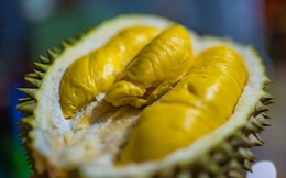 Trung Quốc trồng sầu riêng, đe dọa sự tồn tại nhà vườn ở Việt Nam và Đông Nam Á?