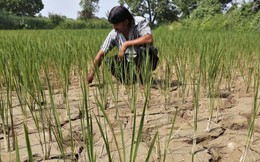 El Nino khả năng cao trở lại vào tháng tới: Biến đổi khí hậu đe dọa nhà cung gạo hàng đầu thế giới