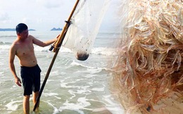 Món gỏi đặc sản chỉ xuất hiện dịp trở trời ở biển Vân Đồn