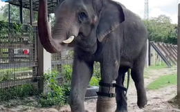 Đằng sau "phép màu" của chú voi có chiếc chân giả: Công nghệ có ý nghĩa rất lớn với con người