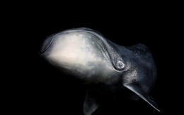 Vì sao cá voi đầu cong lại không thể bị ung thư?