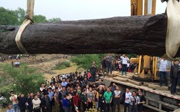 Máy xúc vô tình đào được cây gỗ 40m, công trường lập tức bị phong tỏa: Chuyên gia nhận định “kho báu” này không dưới 300 tỷ đồng