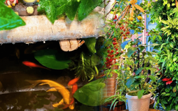 Người phụ nữ nổi tiếng vì biến ban công 5,9m2 ở chung cư thành vườn cây ăn quả: Tạo nên không gian có view “triệu đô”, thu hoạch mỏi tay