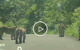 Đàn hổ hoang dã bất ngờ xuất hiện trên đường núi Trung Quốc