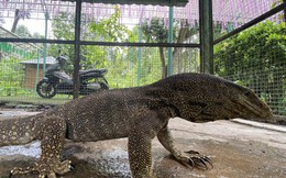 Kỳ đà quý hiếm lạc vào khu du lịch ở Khánh Hòa