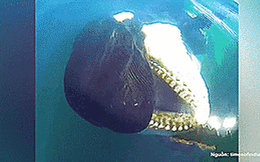 Cá voi sát thủ con cầu cứu con người để giải cứu mẹ bị mắc lưới