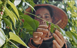 Việt Nam hơn 20 năm liền Top 1 thế giới về xuất khẩu 1 mặt hàng: "Ngôi vương" khó bị soán khi nhìn thành tích của top 2, 3