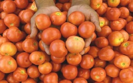 Cà chua tăng giá hơn 500%, nhiều người Ấn Độ ngừng sử dụng