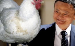 Cô gái quê gửi tặng Jack Ma một con gà mái để đổi lại một suất học bổng đại học: Kỳ tích xuất hiện!
