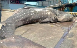 Cá voi nhám nặng gần 2,5 tấn chết ở bờ biển Nghệ An