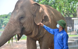 Lãnh đạo Vườn thú Hà Nội thông tin mới về 2 con voi bị xích chân