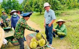Bầu Đức và 1.200ha sầu riêng: 1 đồng vốn 5 đồng lời, nếu xưa có “cò đất” thì nay nhan nhản “cò sầu riêng”