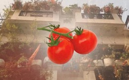 Đối phó với khủng hoảng, người đàn ông thu hoạch 2 tạ rưỡi cà chua trồng tại ban công nhà