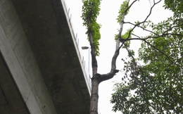 Hàng loạt cây xanh Hà Nội khó phát triển vì “đụng trần” đường trên cao