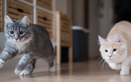 Mèo chạy loạn khắp nhà vào ban đêm báo hiệu điều gì?