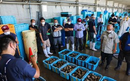 Ngành thuỷ sản Nhật Bản rung chuyển sau khi Trung Quốc dừng nhập khẩu - đáp trả quyết định xả nước thải từ cơ sở hạt nhân Fukushima ra biển