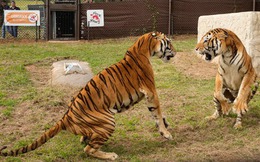 Trong 6 loài hổ hiện nay loài nào có khả năng chiến đấu giỏi nhất?