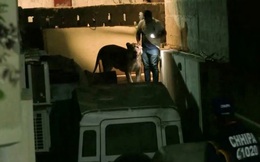 Video sư tử xổng chuồng ngoan ngoãn khi bị bắt trên đường phố Pakistan