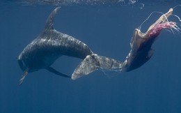 Vi nhựa đã được phát hiện trong mô cơ thể cá voi và cá heo