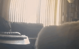 Đang đi chèo thuyền thì nhận được thông báo từ camera trong nhà, người đàn ông bất ngờ bởi vị khách đặc biệt