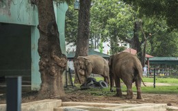 Sự thật về thông tin "Vườn thú Hà Nội chỉ còn duy nhất một chú voi"