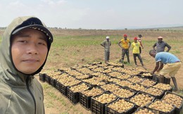Quang Linh farm bội thu khoai tây trái mùa, thương lái tranh nhau mua nhưng số tiền thu về cả vụ mới choáng