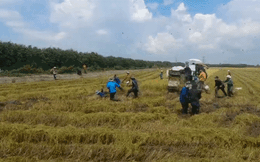 Nhộn nhịp săn bắt chuột đồng ở miền Tây