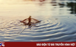 Con vật nào có vòng đời ngắn nhất?