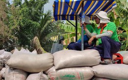 Philippines áp trần giá gạo, nhà nhập khẩu đòi hủy đơn hàng, gạo Việt Nam sẽ ra sao?
