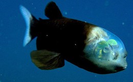Đâu là lời giải cho hình thù 'quái dị' của những loài cá sống dưới vùng biển sâu?