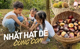 Mùa thu vào rừng thu hoạch hạt dẻ ở các địa điểm cách Hà Nội nhiều nhất 5 tiếng chạy xe