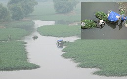 Hiểm họa khôn lường từ rau muống bẩn