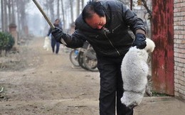 Hình ảnh cáo trắng bị lột da dã man ở Trung Quốc