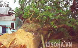 Quảng Ngãi: Cây cổ thụ trăm năm tuổi bật gốc vì lốc xoáy