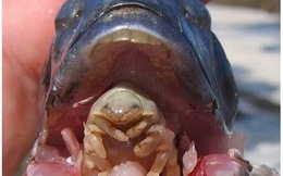 Những trường hợp "kí sinh trùng" sẽ khiến bạn phải "nổi da gà" (P1)