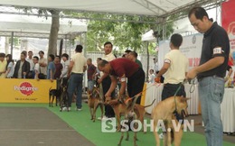 Hà Nội: Khởi động cuộc thi 'hoa hậu'… chó