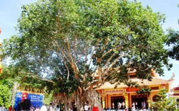 Ngắm cây bồ đề có bộ rễ tạo thành 3 "cổng" độc đáo ở Phú Yên