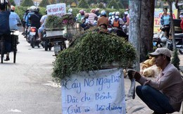 "Thần dược" cây nở ngày đất đầy đường Sài Gòn