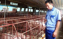 Cử nhân Kinh tế bỏ lương 400 triệu/năm về quê… nuôi lợn