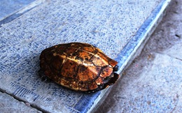 Rùa vàng xuất hiện ở suối cá thần ngày đầu năm