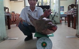 Cá tiến vua "khủng" xuất hiện tại Hà Nội