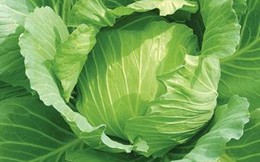 Công dụng cực quý của rau bắp cải rất ít người biết